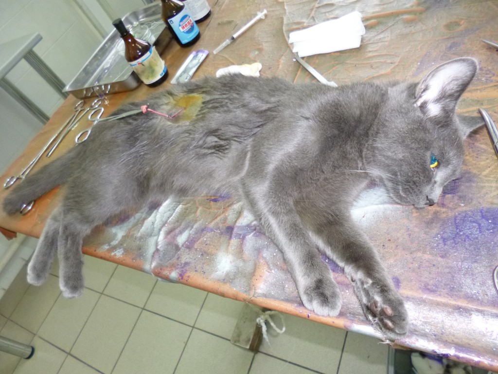 Стерилизация Кошек Фото