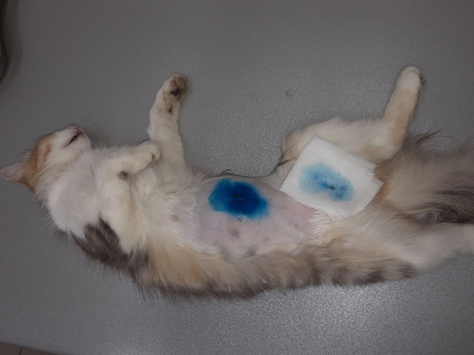 Стерилизация кошки шов